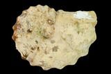 Cretaceous Fossil Ammonite (Calycoceras) - Texas #162627-1